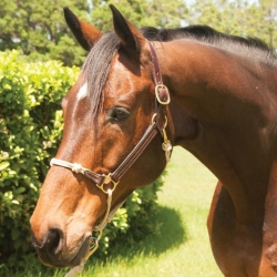 Classic Leather Hybrid Horse Halter